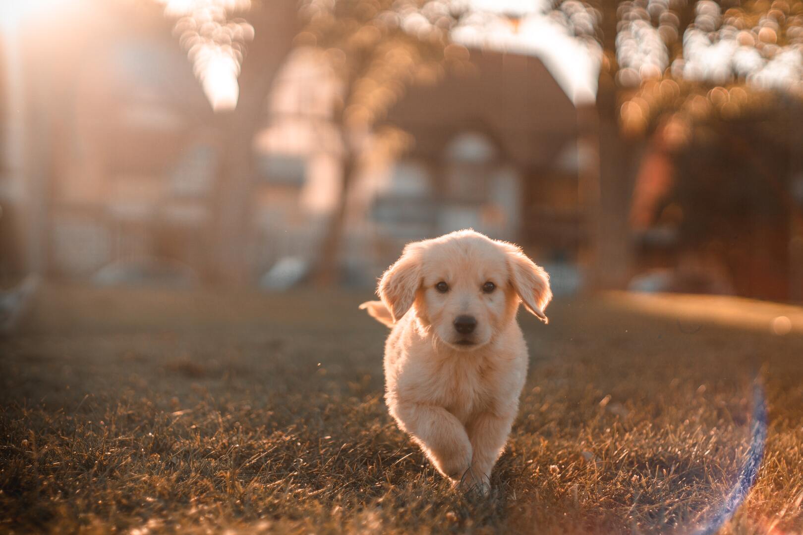 responsabilités chien